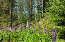 Sauna fińska w Finlandii