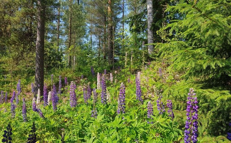 Sauna fińska w Finlandii